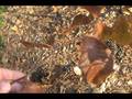 videos de How to ID Fagus grandifolia