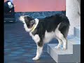 Hundewette 2