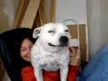 staffordhire bull terrier attacks my girlfriend