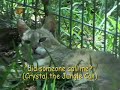 Between Tours At Big Cat Rescue
