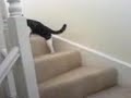 spaztic cat