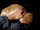 affectionate.MPG