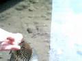 Spring Crappie Part I