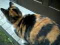 みけねこのみーちゃん