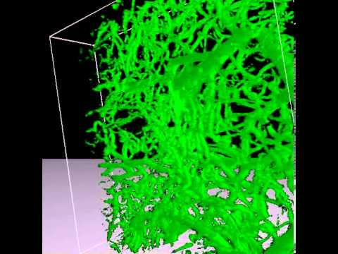 Visualization of Confocal Z Stack Using Voloom