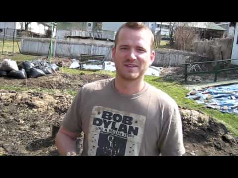 how to transplant kale