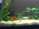 Rambo & rocky in their new home