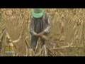 Gene Giants: Climate saviors or profiteers?
