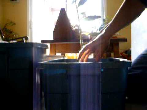 how to transplant ginger