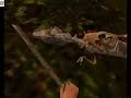 Jurassic Park Trespasser: Volume 3 - Part 1 Jurassic Park Trespasser: Volume 3 - Part 1