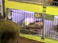 Dogs at Pet Store