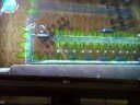 LBP Beta - The Trial