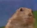 Over 9000! (Prairie dog style)