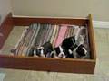 Boston Terrier video