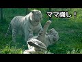 シロップママとシグレくんのじゃれあいです【伊豆アニマルキングダム】Syrup Shigure Izu Animal Kingdom