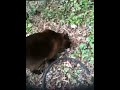 Crunt makes an ex-chicken