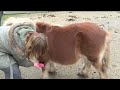 les 3 ab42 paard poetsen