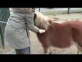 les 3 ab42 paard poetsen