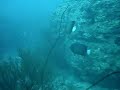 2 Angelfish Adventuire Scuba Diving in Asia