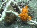Diving Indonesia - Two Frogfish