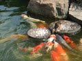 baby duck feed the carp (Nishiki-Goi, Koi)