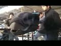 Amazing Robot Dinosaurs