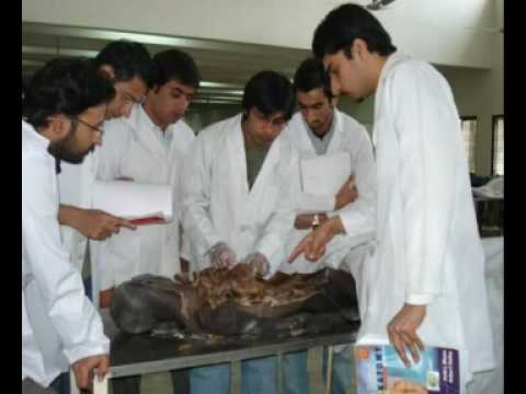 lamhey @ AIMC Allama Iqbal Medical College