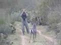 this deer was confused..