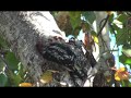 Red-breasted sapsucker (Sphyrapicus Ruber) - Chupasavias, pajaro carpintero