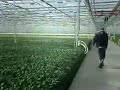 greenhouse