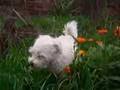 Perro-Dog