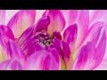 Relaxation Music: Classical Indian Music for Sleep and Relaxation - www.InnerSplendor.com