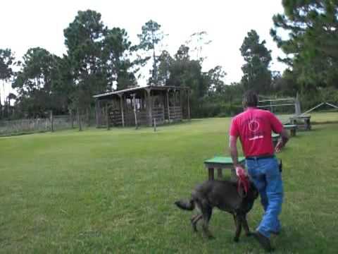 how to train german shepherd to heel