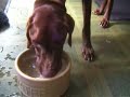 Vizsla Myositis Vizsla Myositis