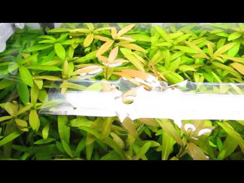 how to grow aquarium plants fast