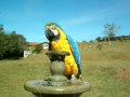 Thomas Miguel i luv`it my  talking Arara in Brazil