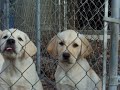 Gorgeous Yellow Labrador Puppies For Sale in Florida Gorgeous Yellow Labrador Puppies For Sale in Florida