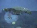 scuba diving hawaii