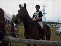 Standardbred Superstars - Majestic