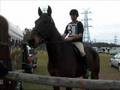 Standardbred Superstars - Majestic