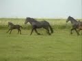 Friesian Horses Running Free Friesian Horses Running Free