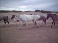 Caballos en Mar Azul