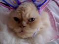 videos de Tasha In Bunny Ears