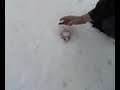 happy easter carbonear(part3) happy easter carbonear(part3)
