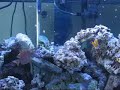 125 gallon saltwater fish tank