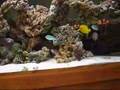 125 gallon saltwater fish tank