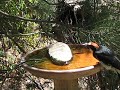 Acorn woodpecker Acorn woodpecker