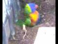 skittles my lorikeet with my staffy