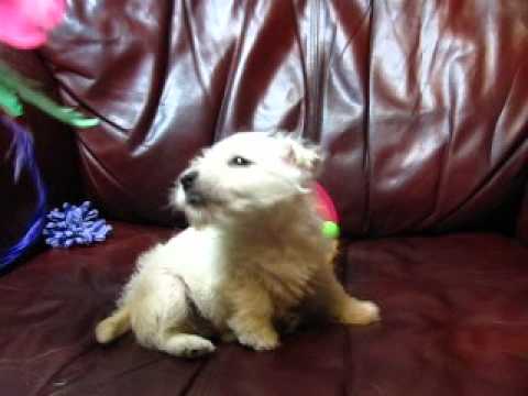 Purple Stripes Boy Playing with the Ball & Feathers