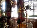 Ringneck Parakeets Ringneck Parakeets